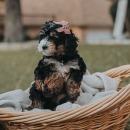 Bernedoodle and Goldendoodle Puppies from Doodles of North Tx