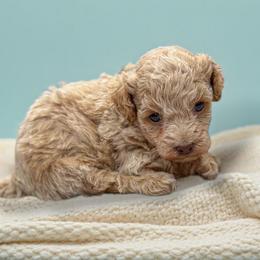 Poodle Puppies from KC Poodles of PA