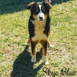 Skye - Australian Shepherd