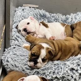 Bulldog Puppies from Tiny Tanks Kennel