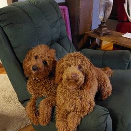 Goldendoodle Puppies from Dubey Doodles (AnC Oodles of Doodles)
