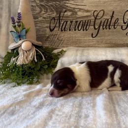 Maybelle - White and red female Border Collie puppy in Moody, Texas from Narrow Gate Farm