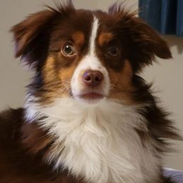 Miniature Australian Shepherds from Cross's Wigglebutts