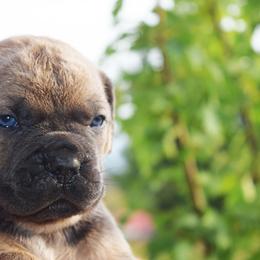 Formi Male - Fawn male Cane Corso puppy in Emmett, Idaho from NorthWood’s Cane Corso