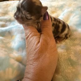 Cognac - Merle female Chihuahua puppy in Beaumont, Texas from Anastasia’s Tiny Pupps