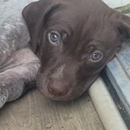 German Shorthaired Pointers from Moore than a Hunting Dog