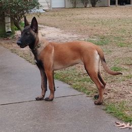 Eva - Belgian Malinois