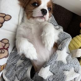 Cypress - Blenheim male Cavalier King Charles Spaniel puppy in Santa Clara, California from Raised by Cathy