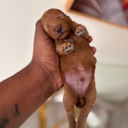 Brown collar male - Red  male Goldendoodle puppy in Fort Myers, Florida from Gandystailsofjoy