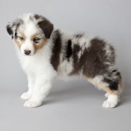Australian Shepherds from Beth’s Aussies