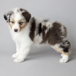 Australian Shepherds from Beth’s Aussies