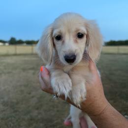 Goldie - Cream female Dachshund puppy in Durant, Oklahoma from Big Creek Mini Dachshund