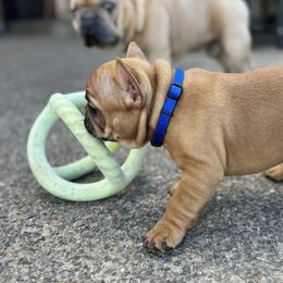 French Bulldog Puppies from Miller Frenchie Farm