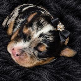 Lahna - Merle female Cavapoo puppy in Lebanon, Kentucky from Mosaic Merle Doodles