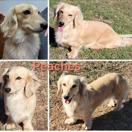 Peaches - Dachshund
