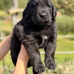 Dolly Parton - Black female Newfoundland puppy in Tully, New York from Bear Paw Newfoundlands