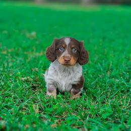 Noodle - Piebald male Dachshund puppy in Fort Myers, Florida from Blossom Paws