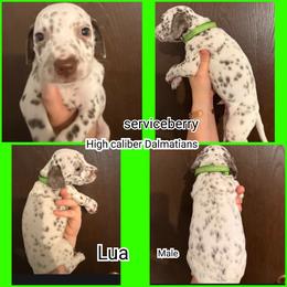 Boy 6 - male Dalmatian puppy in Mesquite, Texas from Dallas Dalmatians