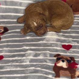 No name - Parti male Goldendoodle puppy in Jacksonville, North Carolina from A1 Designer Pups and More