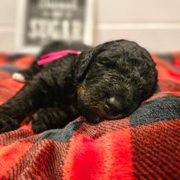 Hot Pink collar - Phantom female Bernedoodle puppy in Shelby, North Carolina from Forever Grateful Doodles