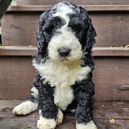 Seamus 4 weeks old - Black and white male Bernedoodle puppy in Portland, Oregon from NW Doodles