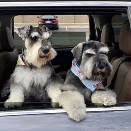 Miniature Schnauzer All Grown Up from Water Oak Farm