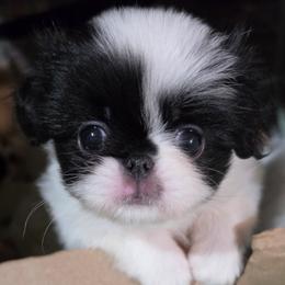 Japanese Chin Puppies from Windhaven Japanese Chin