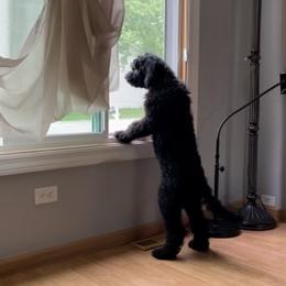 Bernedoodle and Goldendoodle All Grown Up from A.N.A. Doodles