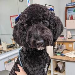 Luna - Goldendoodle