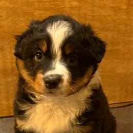 Macchiato - Black tri-color male Australian Shepherd puppy in Holly, Michigan from Groveland's Haus of Aus