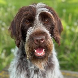 UNA - Wirehaired Pointing Griffon