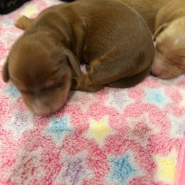MJ (Molly Jr) - Chocolate female Dachshund puppy in Gulfport, Mississippi from Susan's Dachshunds