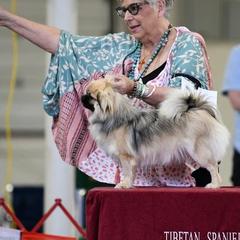 Chi Chi - Tibetan Spaniel