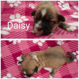 Daisy - Red gold female Lhasa Apso puppy in Cincinnati, Ohio from Shangri-La Lhasa Apsos