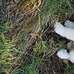 Boy 1 - Great Pyrenees puppy in Arroyo Grande, California from Wild Bunch Ranch - Home of Le Patou Great Pyrenees