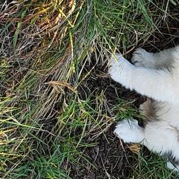 Boy 1 - Great Pyrenees puppy in Arroyo Grande, California from Wild Bunch Ranch - Home of Le Patou Great Pyrenees