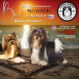 Biewer Terrier puppies from Belamour Biewer Terriers