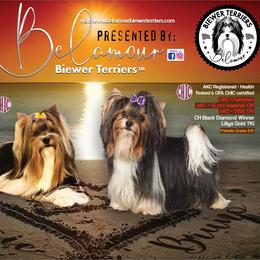 Biewer Terrier puppies from Belamour Biewer Terriers