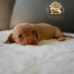 Liberty - Cream female Dachshund puppy in Lumber City, Georgia from Willow Run LLC