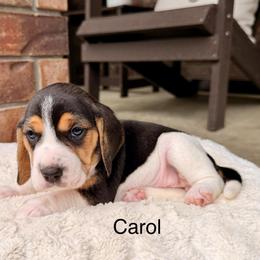 Carol - Black tan and white female Beagle puppy in Mansfield, Missouri from Rippee Creek Kennel
