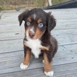 Wren - Red tri male Miniature Australian Shepherd puppy in Paris, Texas from Blue Envy Mini Aussies