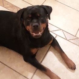 Rottweilers from Whispering Winds