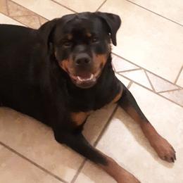 Rottweilers from Whispering Winds