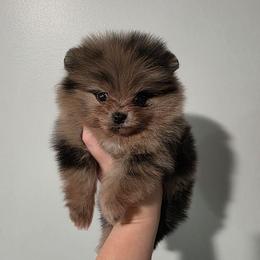Blue - Blue merle female Pomeranian puppy in Wildersville, Tennessee from RoyalRarity's Poms & Enrichment