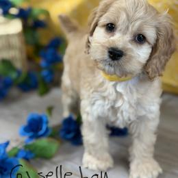 Giselle B4 Yellow - Golden male Cockapoo puppy in Haines City, Florida from Camic Cockapoos