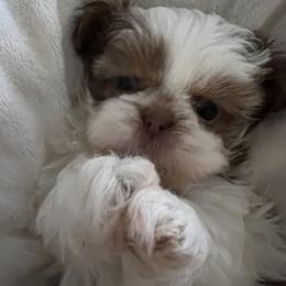 Shih Tzu Puppies from Jodi’s Shihtzus