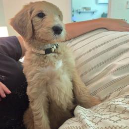 May - Cream female Goldendoodle puppy in Tyrone, Georgia from Whisper Wood Creek