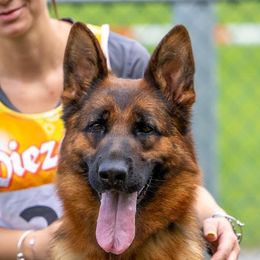 Corina di terra Scura - German Shepherd