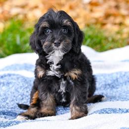 Hondo - Tri-color male Bernedoodle puppy in Dundee, Ohio from Down Home Doodle