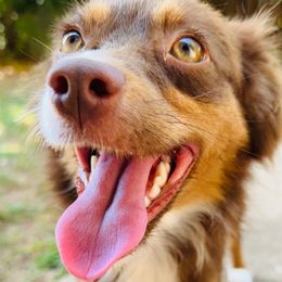 Mazie - Toy Australian Shepherd